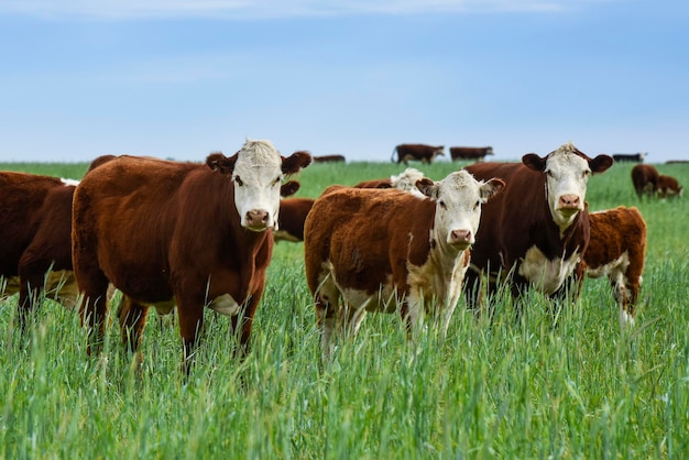 Разведение крупного рогатого скота на естественных пастбищах в сельской местности Пампасов, провинция Ла-Пампа, Патагония, Аргентина