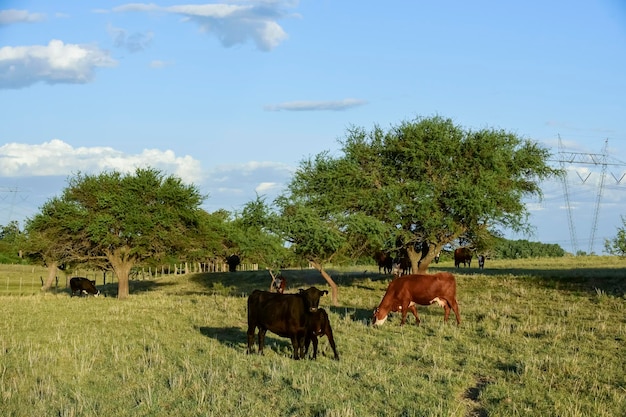 Cattle raising with natural pastures in Pampas countryside La Pampa ProvincePatagonia Argentina