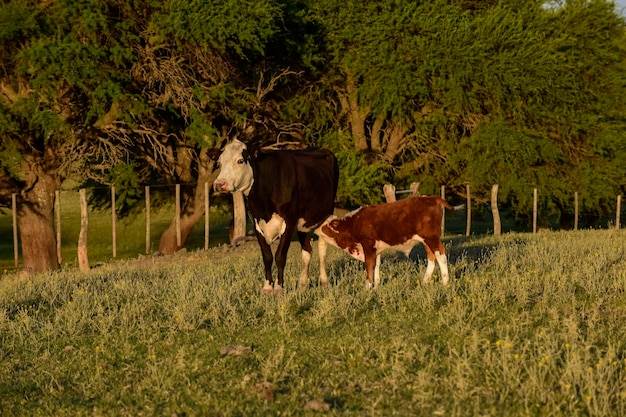 Cattle raising with natural pastures in Pampas countryside La Pampa ProvincePatagonia Argentina