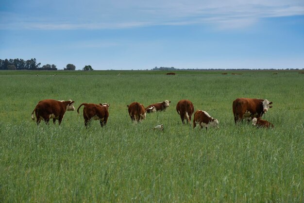 Cattle raising with natural pastures in pampas countryside la pampa provincepatagonia argentina