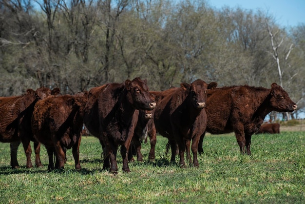 Cattle raising with natural pastures in Pampas countryside La Pampa ProvincePatagonia Argentina