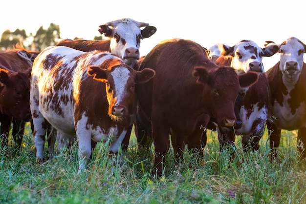 Cattle raising with natural pastures in Pampas countryside La Pampa ProvincePatagonia Argentina