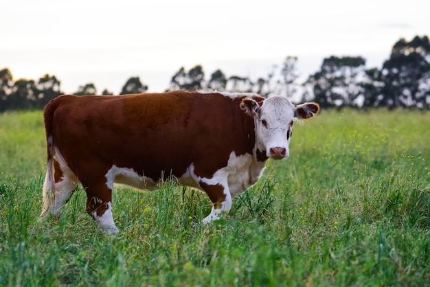 Cattle raising with natural pastures in Pampas countryside La Pampa ProvincePatagonia Argentina