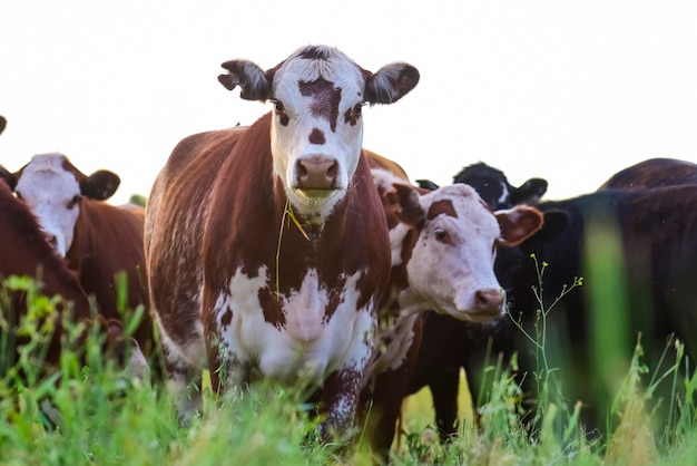 Cattle raising with natural pastures in Pampas countryside La Pampa ProvincePatagonia Argentina