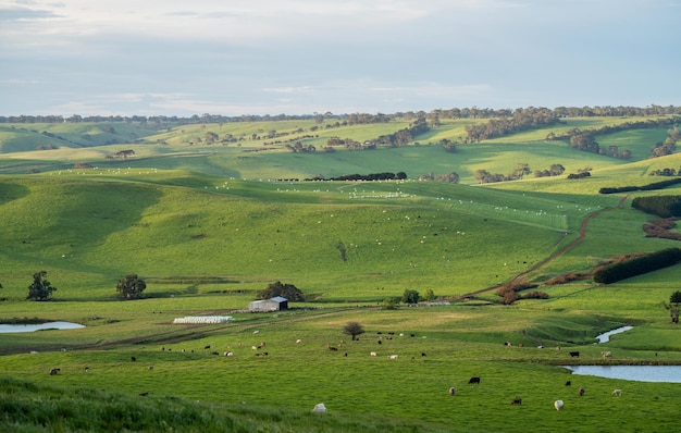 Cattle ranch farming landscape with rolling hills and cows in fields in Australia Beautiful green grass and fat cows and bulls grazing on pasture