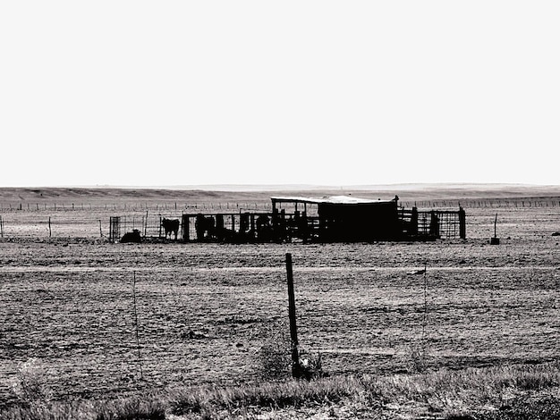 Photo cattle in shed on field against clear sky