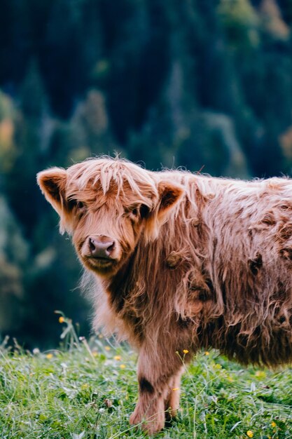 Photo cattle standing in a field