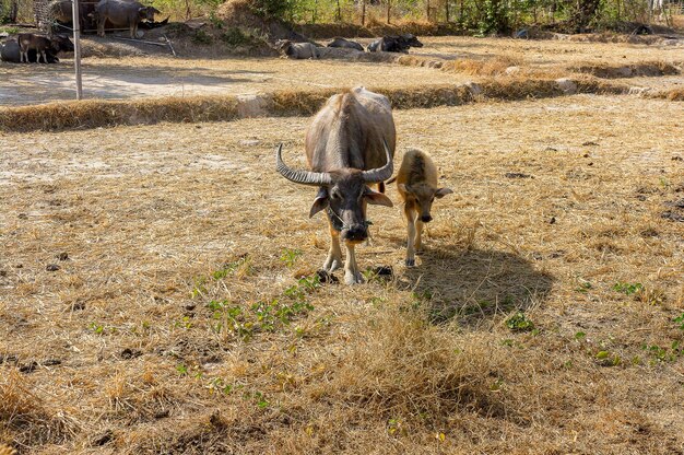 Photo cattle standing on field