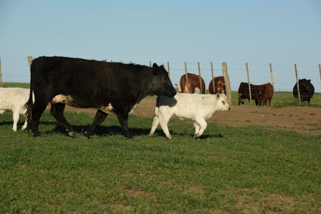 Cattle and white Shorthorn calf in Argentine countryside La Pampa province Patagonia Argentina