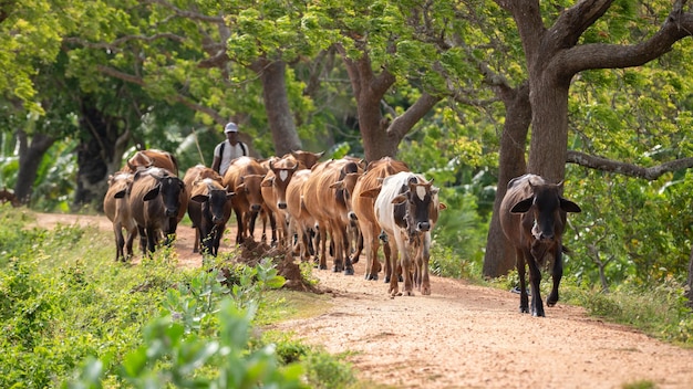 Cattleman and the livestock walking on the gravel road A large herd of cows guided to the farm Rural villages and cultural scenery in Anuradhapura Sri Lanka