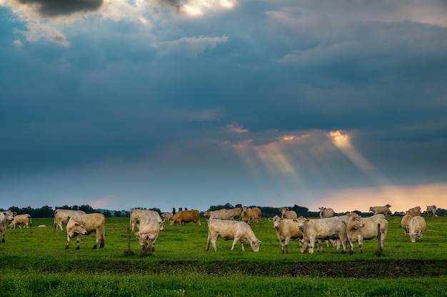 Cattles in the stormy pasture