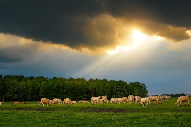 Cattles in the stormy pasture