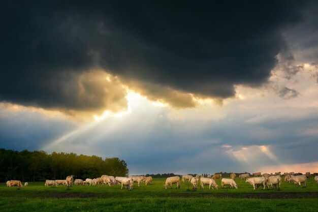 Cattles in the stormy pasture