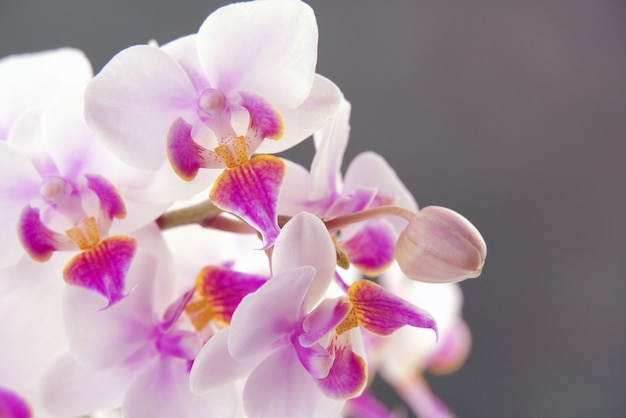 Foto la cattleya labiata, nota anche come cattleya lampone o con labbra di rubino, è una tipica specie cattleya. orchidee cattleya su uno sfondo grigio