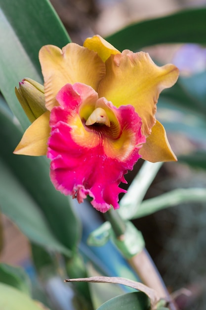 Cattleya orchid