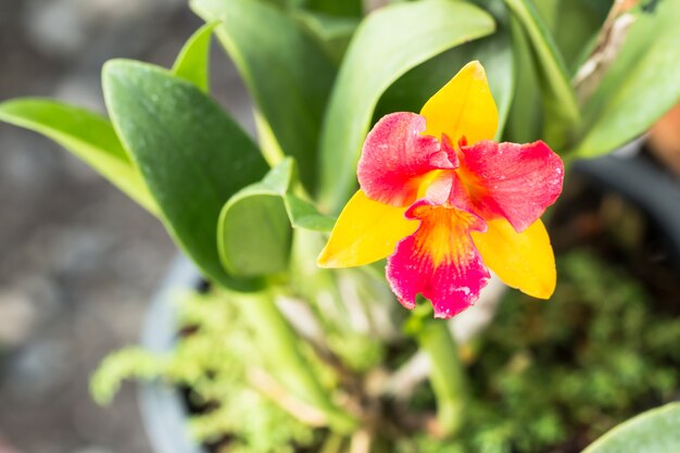 カトレア赤い黄色の蘭の花が咲く春