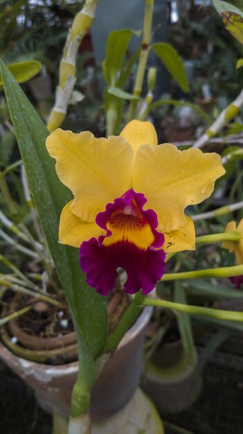 Photo cattleya with yellow petals