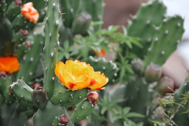 Catus in bloom in spring