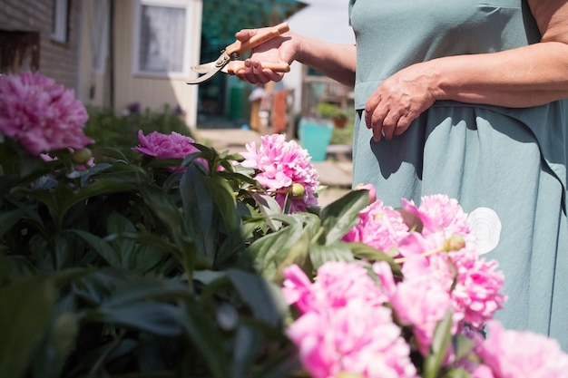 庭で花束を摘んで花の世話をする白人の大人の女性