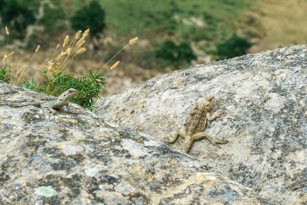 Caucasian agama on a rock