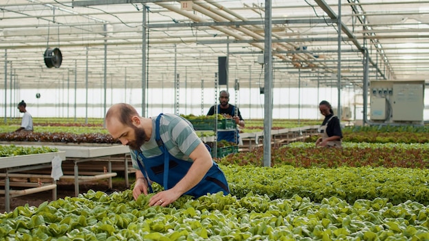 Caucasian farm picker gathering organic green lettuce loading\
crate on rack pushed by african american man for delivery in\
greenhouse. hothouse worker harvesting vegetables grown with no\
pesticides.