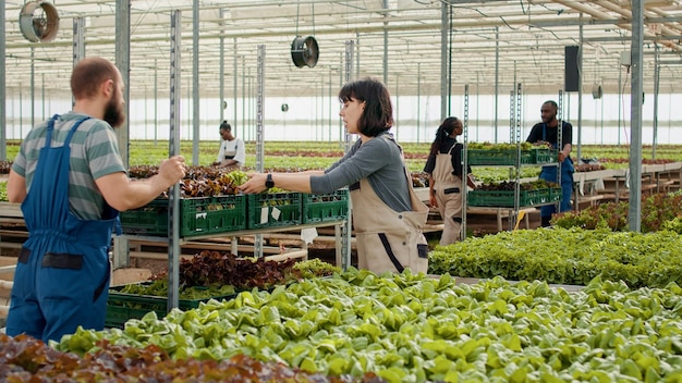 Caucasian farm picker gathering organic green lettuce loading\
crate on rack pushed by man for delivery in greenhouse. woman farm\
worker harvesting fresh bio vegetables grown with no\
pesticides.