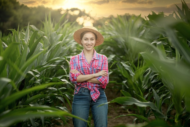 Caucasian farmer walking in corn field and examining crop before harvesting at sunset agriculture  f...