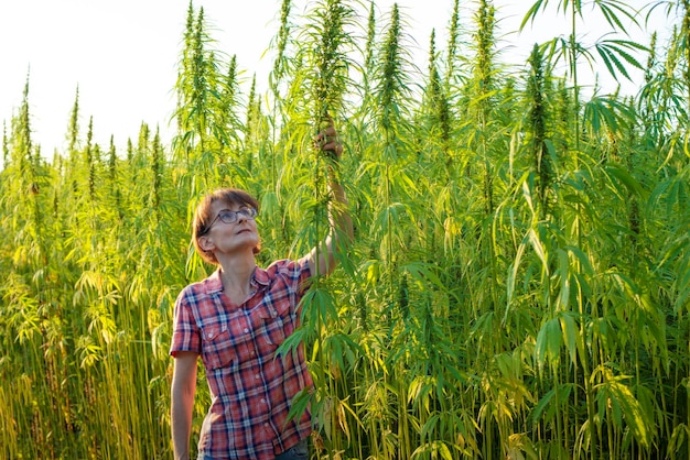 ウクライナのどこかでフィールド日没時に産業用大麻の茎をチェックする白人女性農家
