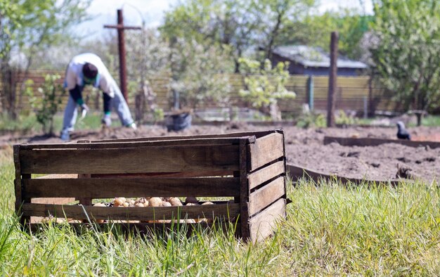 Caucasian female farmer or gardener with potatoes Early spring preparation for the garden season