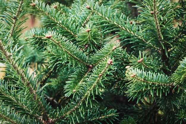Caucasian fir tree branches closeup - abies nordmanniana cultivated in the garden