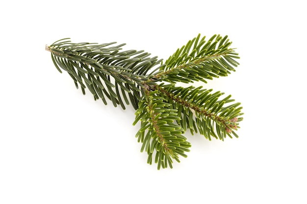 Caucasian fir twig isolated on white background. Abies nordmanniana