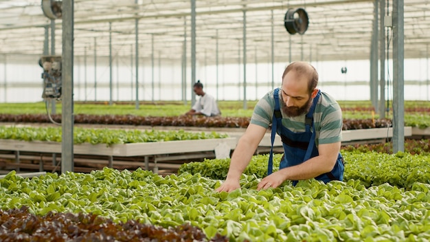 Caucasian greenhouse worker gathering organic green lettuce\
loading crate on rack pushed by african american man for delivery.\
farm picker harvesting vegetables grown with no pesticides.