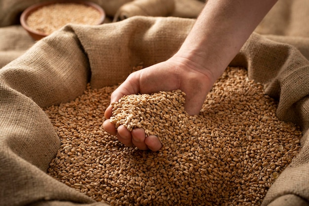 Caucasian male showing wheat grains in his hands over burlap sack