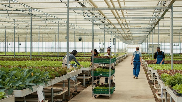 Caucasian man walking in greenhouse greeting african american woman pushing cart with lettuce in bio vegetables plantation. Farm worker in overall shaking hand with coworker in hidroponic enviroment.