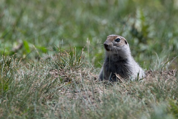 Scoiattolo di terra di montagna caucasico o spermophilus musicus