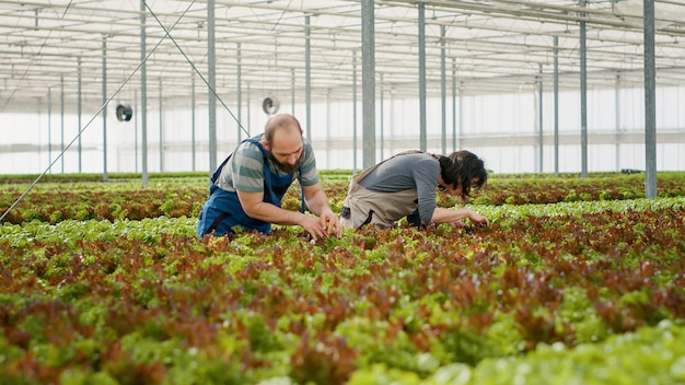 白人の有機農家は、収穫の準備が整ったバイオ作物を見て、温室で害虫がないか品質管理をチェックしています。温室で農薬を使わずに健康な作物を栽培する男女。