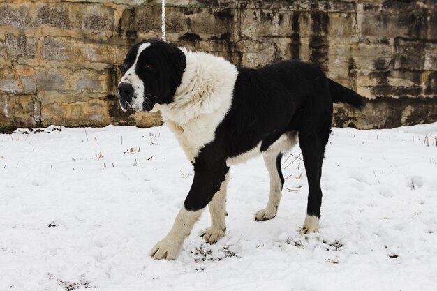 Caucasian shepherd dog is fastened on a chain against the snow in winter. One of the oldest authentic dog breeds of the Caucasus.