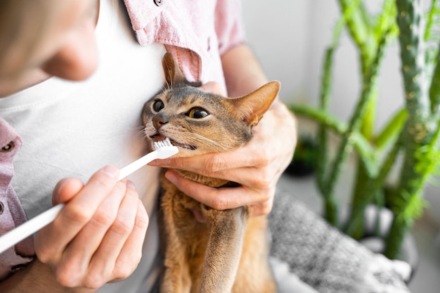 Caucasian white Man in a pink shirt and white tshirt brushing Teeth with a white brush a cute blue Abyssinian cat Concept pet health care and love for animals Lifestyle and daily routineCopy space