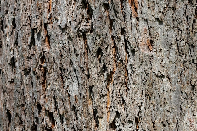 Текстура коры дерева кавказского крылатого ореха Pterocarya pterocarpa
