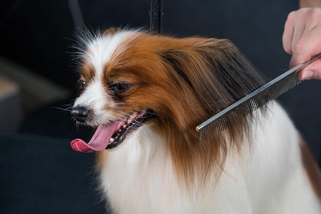 Caucasian woman combing a dog papillon continental spaniel with tongue hanging out at grooming