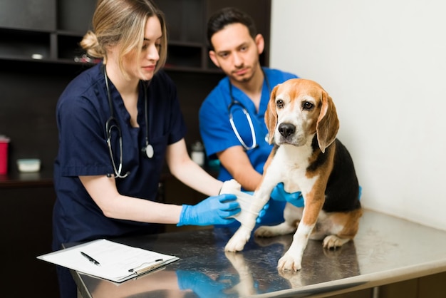 Veterinario donna caucasica e uomo latino che fascia la gamba e la zampa di un cane beagle al tavolo degli esami. simpatico animale domestico con un infortunio presso la clinica veterinaria