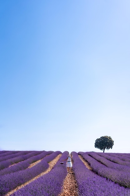 Donna caucasica in un campo di lavanda estiva che raccoglie fiori a piedi attraverso il campo