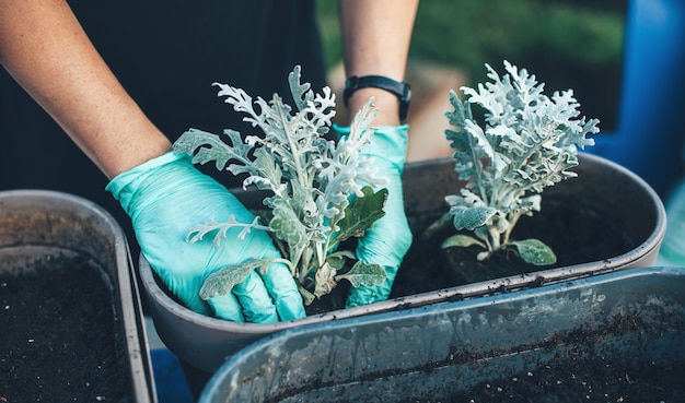 手袋をはめた白人女性が家の裏庭で家でいくつかの植物を植えて植え替えています