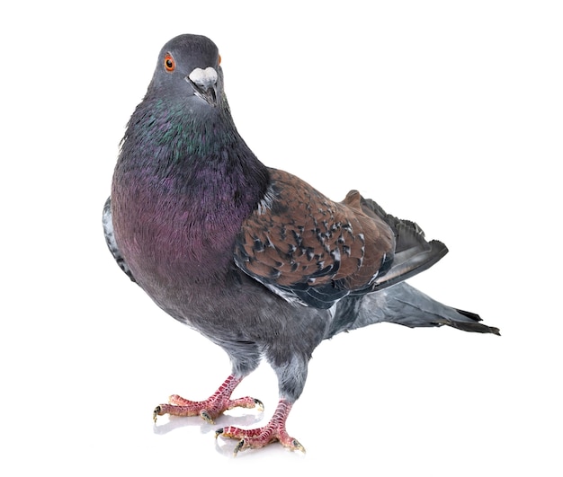 Cauchois pigeon in studio