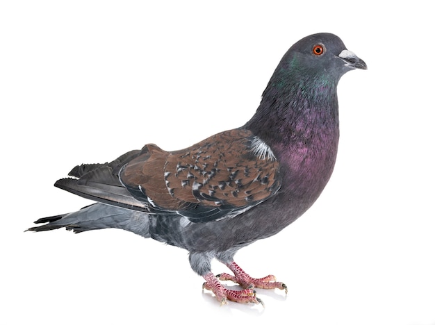 Cauchois pigeon in studio