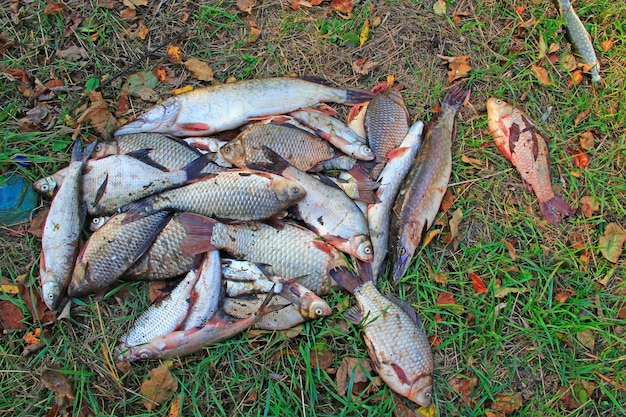 Premium Photo  Caught crucians and pikes on green grass Successful fishing  A lot of crucian carps and pikes