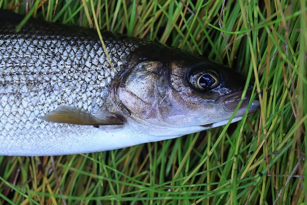 ヨーロッパのグレイリングを捕まえた 新鮮な魚 野生動物 趣味 釣り