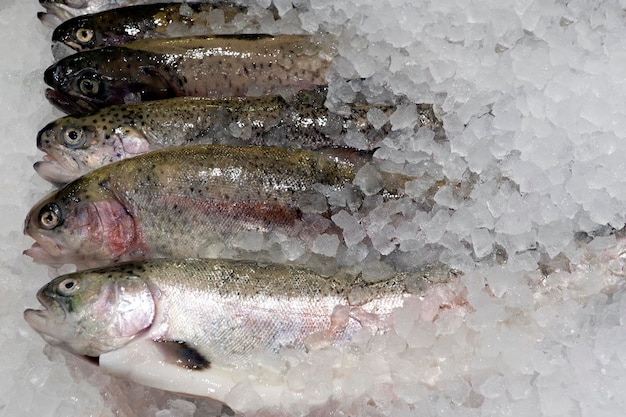 Caught fresh trout on a store shelf in ice.