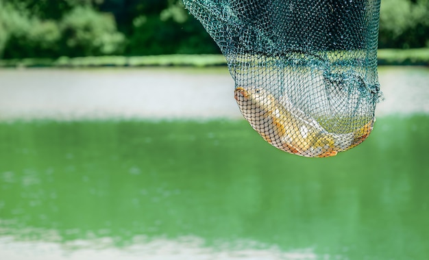 Photo caught mirror carp fish in fishing cage over lake background. copy space