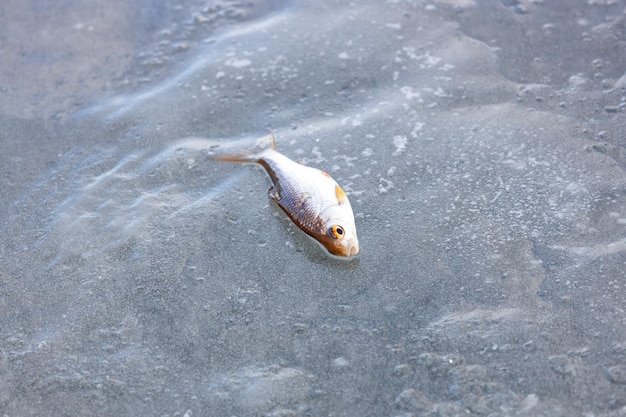 Caught roach lies on ice winter fishing